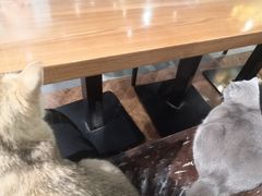 -猫小院猫主题餐厅(三里屯店)