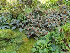 -深圳仙湖植物园