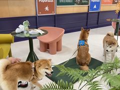 -帕帕拉兹宠物(亚洲旗舰店)