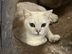 -猫猫幼稚园·撸猫·桌游·电玩