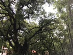 -中国人民解放军联勤保障部队第九〇三医院(九里松院区)