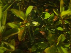 -销魂美蛙鱼头火锅(上海首店)