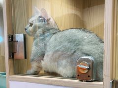 -屋虎猫馆(宝安大仟里店)