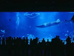 -烟台海昌鲸鲨海洋公园