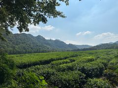 -中国茶叶博物馆(双峰馆区)