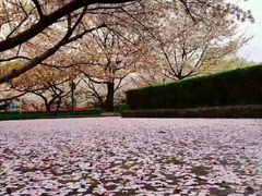 -武汉大学-樱园