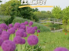 -花开海上生态园