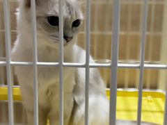 -藏猫猫咖啡主题馆(中央大道店)