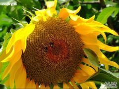 -白草畔自然风景区