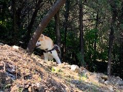 -阳台山自然风景区