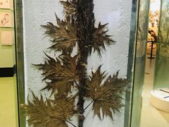 -青藏高原自然博物馆