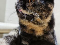 -藏猫猫咖啡主题馆(中央大道店)