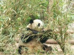 -成都大熊猫繁育研究基地