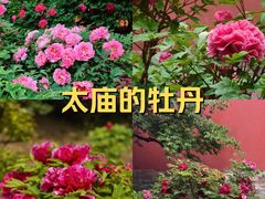 -北京市劳动人民文化宫(太庙)