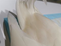 -RU DUCK柯尔鸭公社·撸鸭俱乐部·羊驼·小香猪