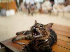 -西涌国际滨海旅游区