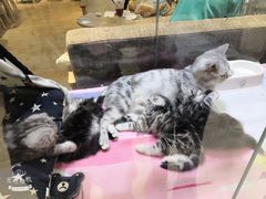 -藏猫猫咖啡主题馆(中央大道店)