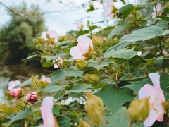 -梁鸿国家湿地公园