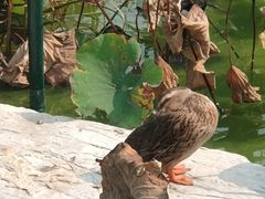 -燕郊植物园