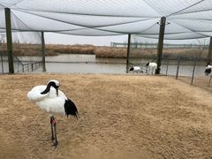 -盐城丹顶鹤湿地生态旅游区