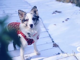 长沙｜带狗子看雪哪里去？