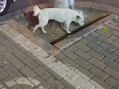 -小李少爷临沂炒鸡(升平东路店)