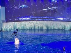-海合安青岛极地海洋公园