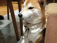 -柴务处·柴犬主题狗咖