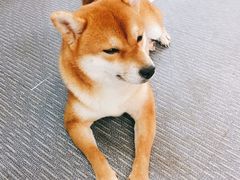 -柴源莊·柴小宠柴犬咖啡