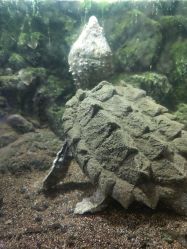 -造物庄园 萌宠纪(苏州湾歌林公园店)