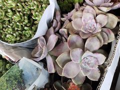 -爱尚花坊(大林路店)