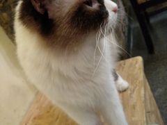 大堂-猫色咖啡·猫咖