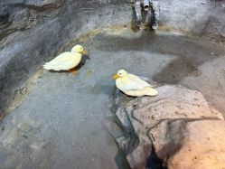 -Zoolung Zoolung动物主题公园(海信广场店)