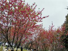 -南山植物园