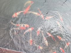 -鹅湖玫瑰文化园
