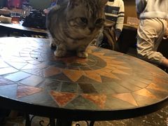-猫猫幼稚园·撸猫·桌游·电玩