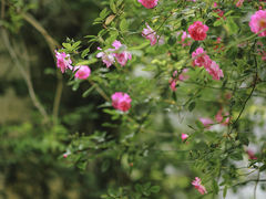 -艺圃