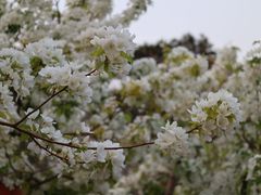 -海棠花溪(元大都城垣遗址公园)
