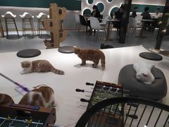 -飞行喵MR PILOT|猫舍·猫咖(静安大融城店)