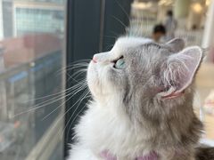 -怪兽屋·羊驼·猫咖·狗咖(俊华广场店)