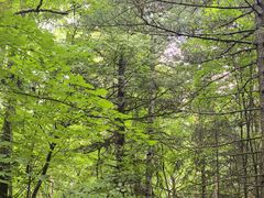 -五营红松林海景区