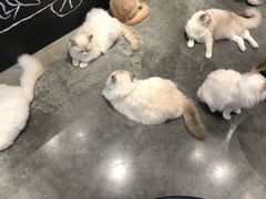 -瞄一喵猫咖(格力海岸店)