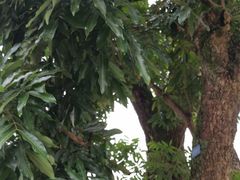-张坝桂圆林公园