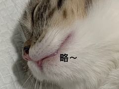 -灵美宠物诊所
