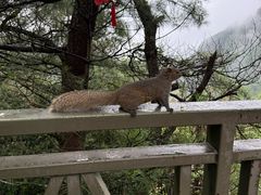 -苍山感通索道