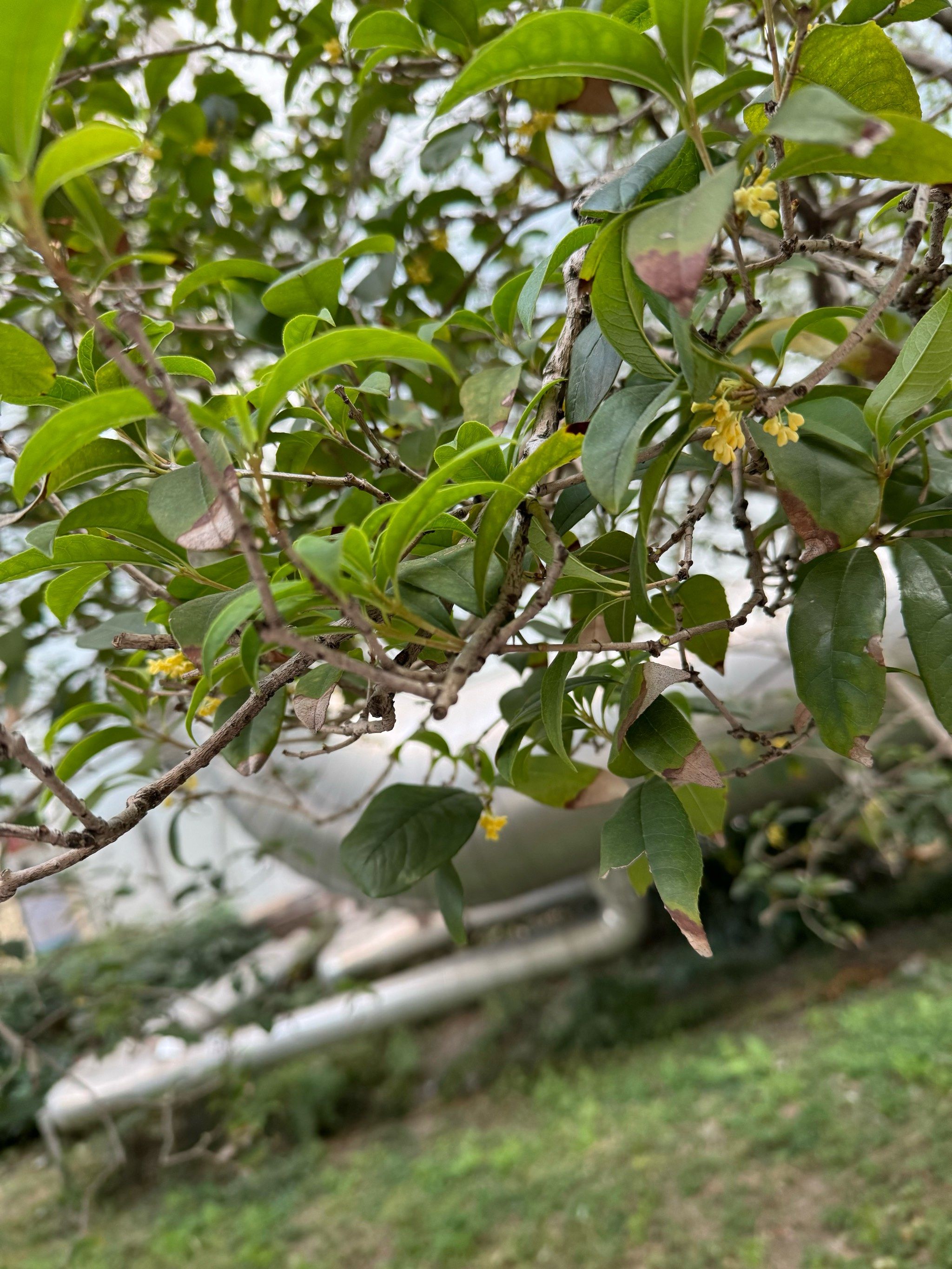 最近迷上了这家奶茶店
