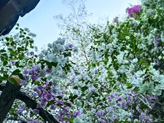 -深圳国际园林花卉博览园