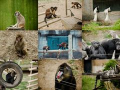 -大连森林动物园