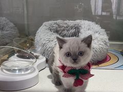 -糯米喵星人总部直营旗舰店·猫舍·幼猫出售