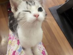 -Bastet sally猫舍购宠(静安店)
